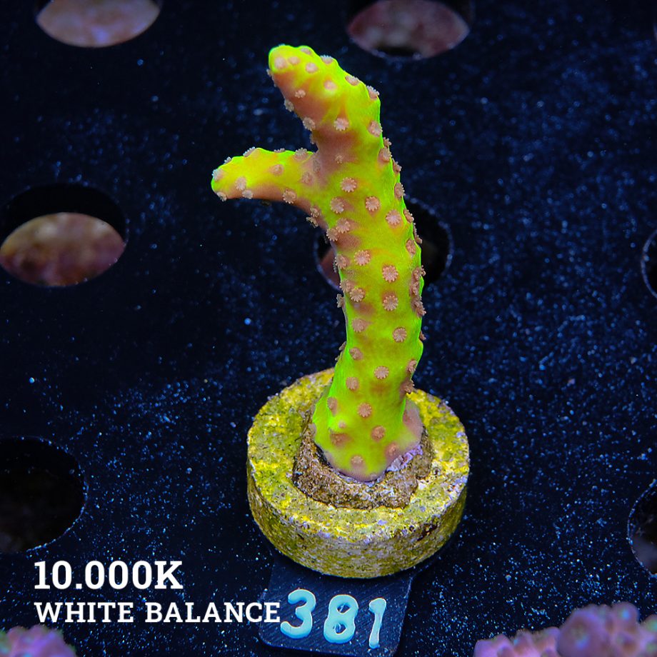 Anacropora 'Golden Rod'