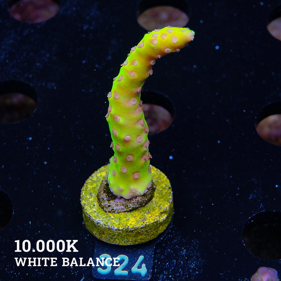 Anacropora 'Golden Rod'