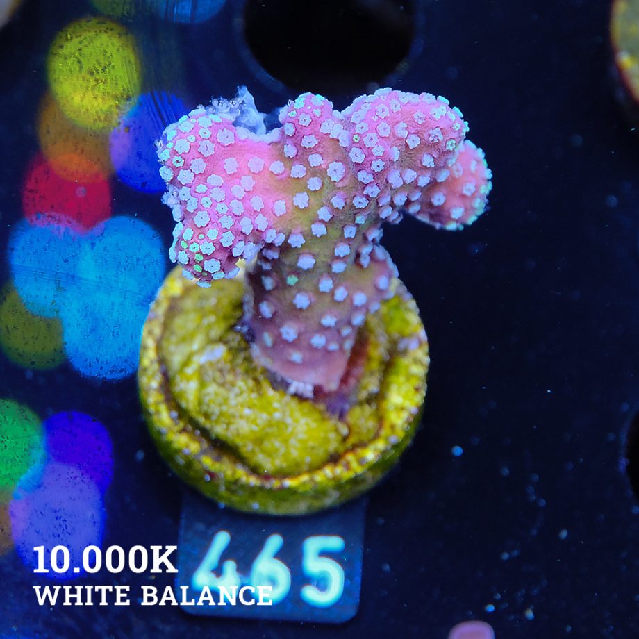 Stylophora 'Rainbow'