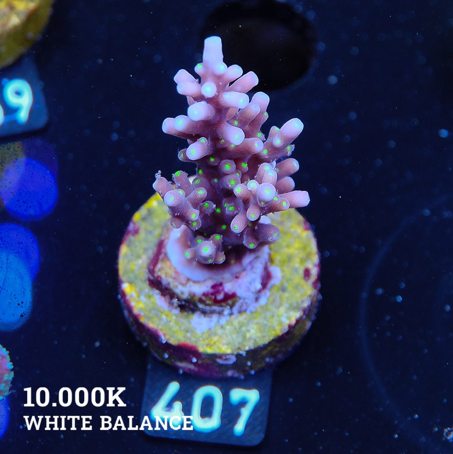 Acropora Carduus 'Tricolor'