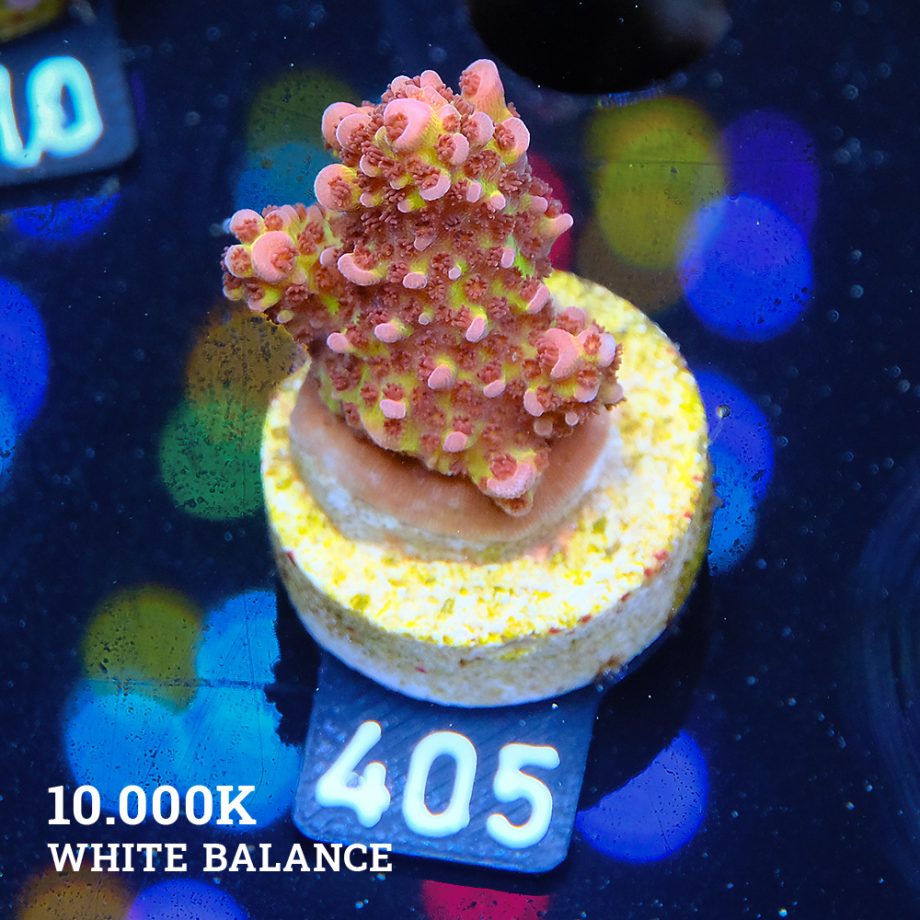 Acropora 'Fluo Bicolor'
