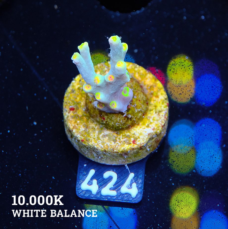 Acropora 'Yellow Sunset' - Expert only
