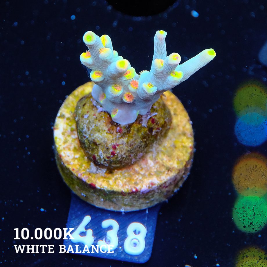 Acropora 'Yellow Sunset' - Expert only