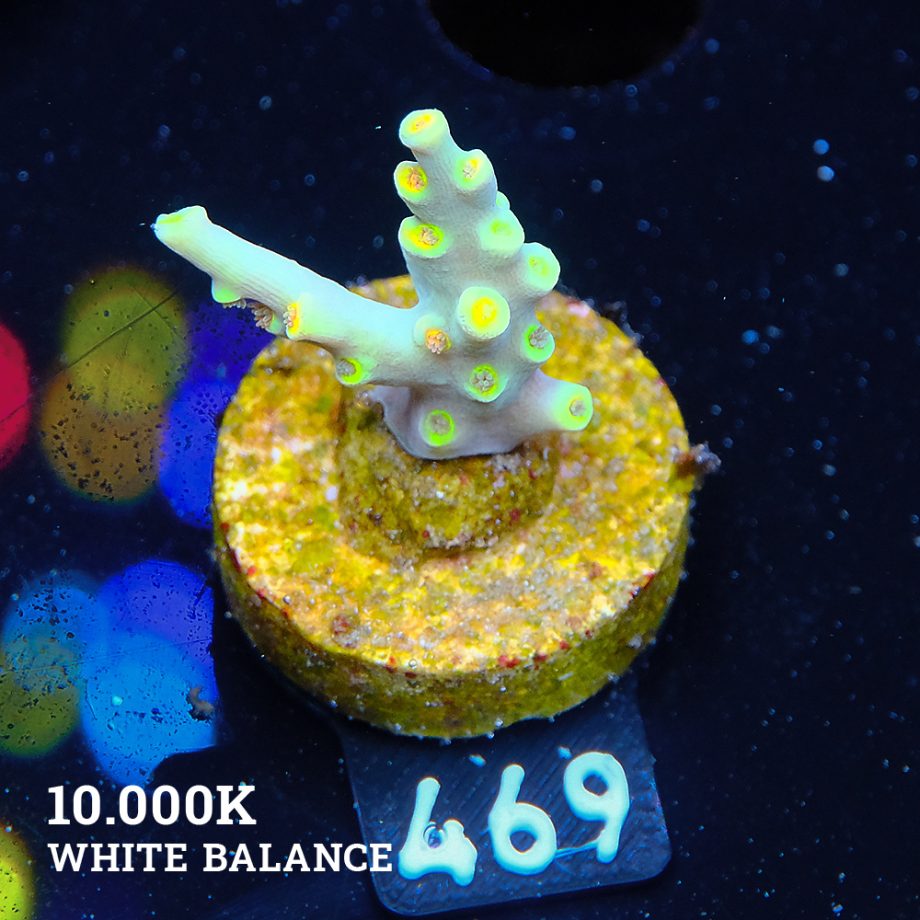 Acropora 'Yellow Sunset' - Expert only