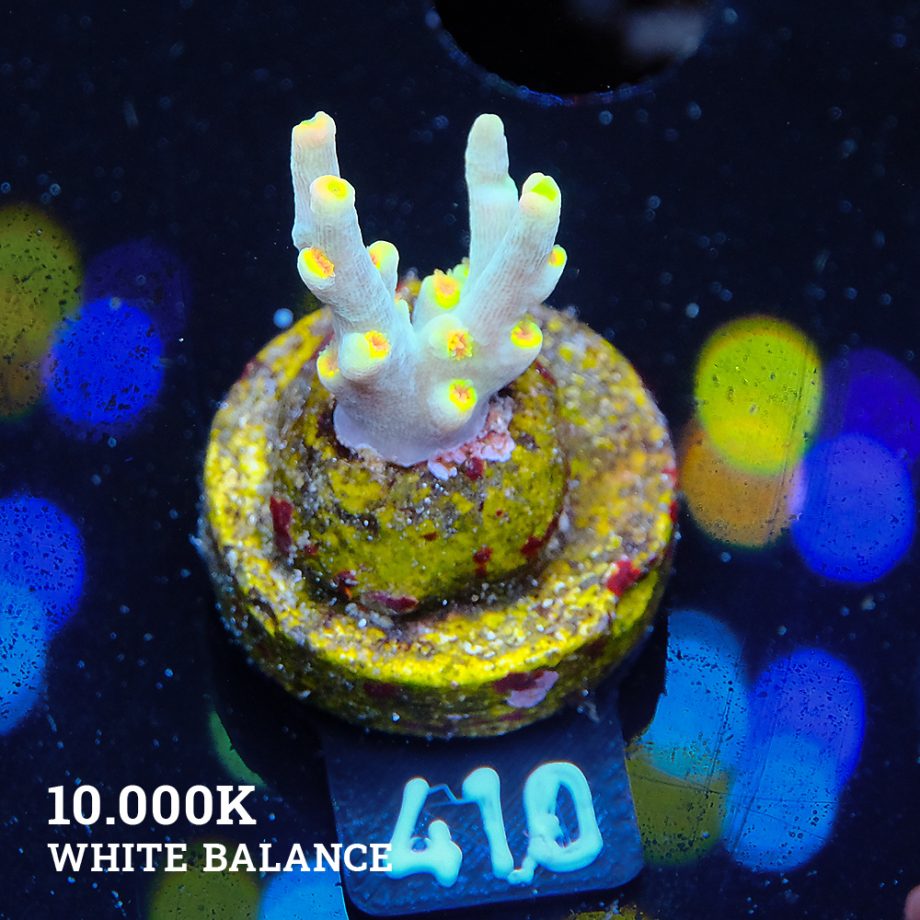 Acropora 'Yellow Sunset' - Expert only