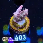 Acropora 'Confetti'