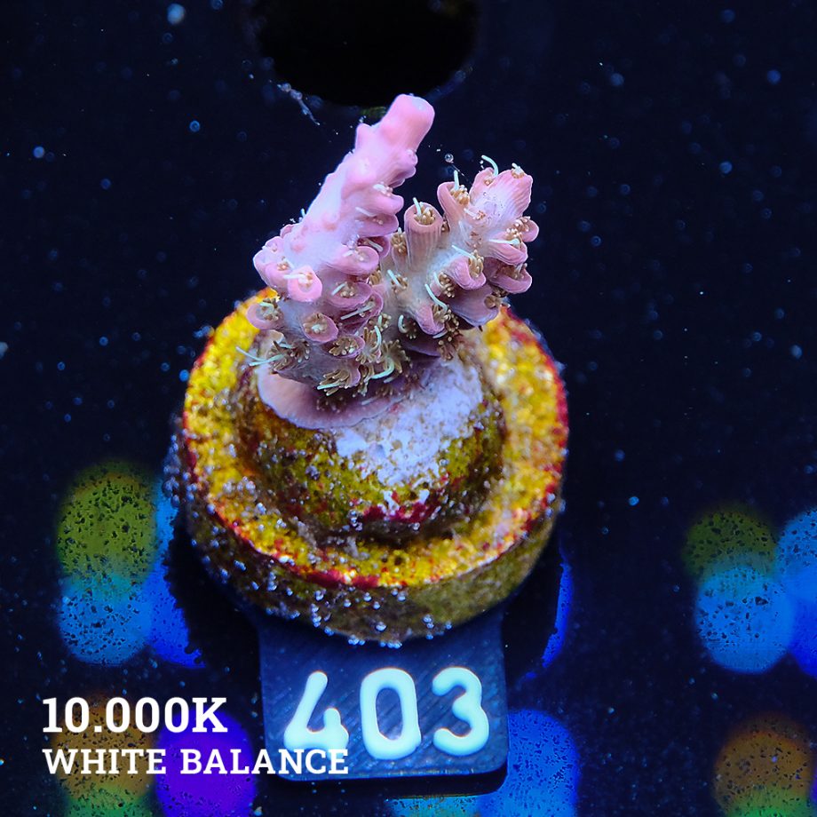 Acropora 'Confetti'