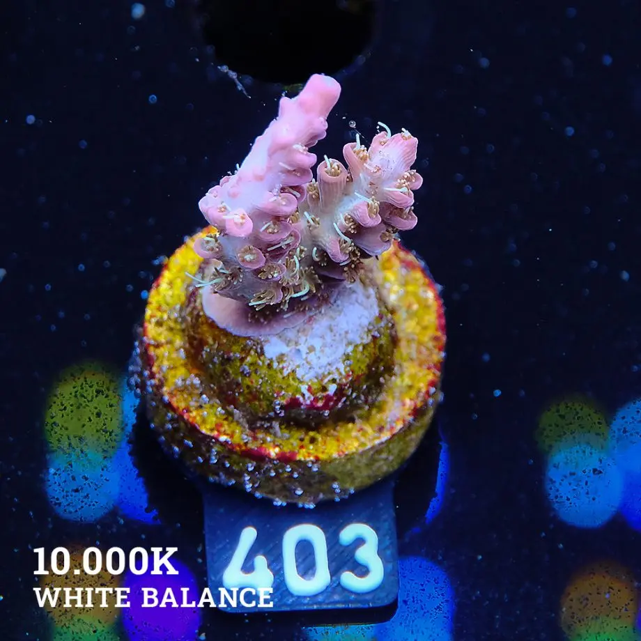 Acropora 'Confetti'