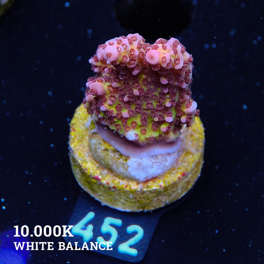 Acropora 'Fluo Bicolor'