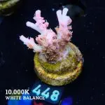 Acropora 'Confetti'