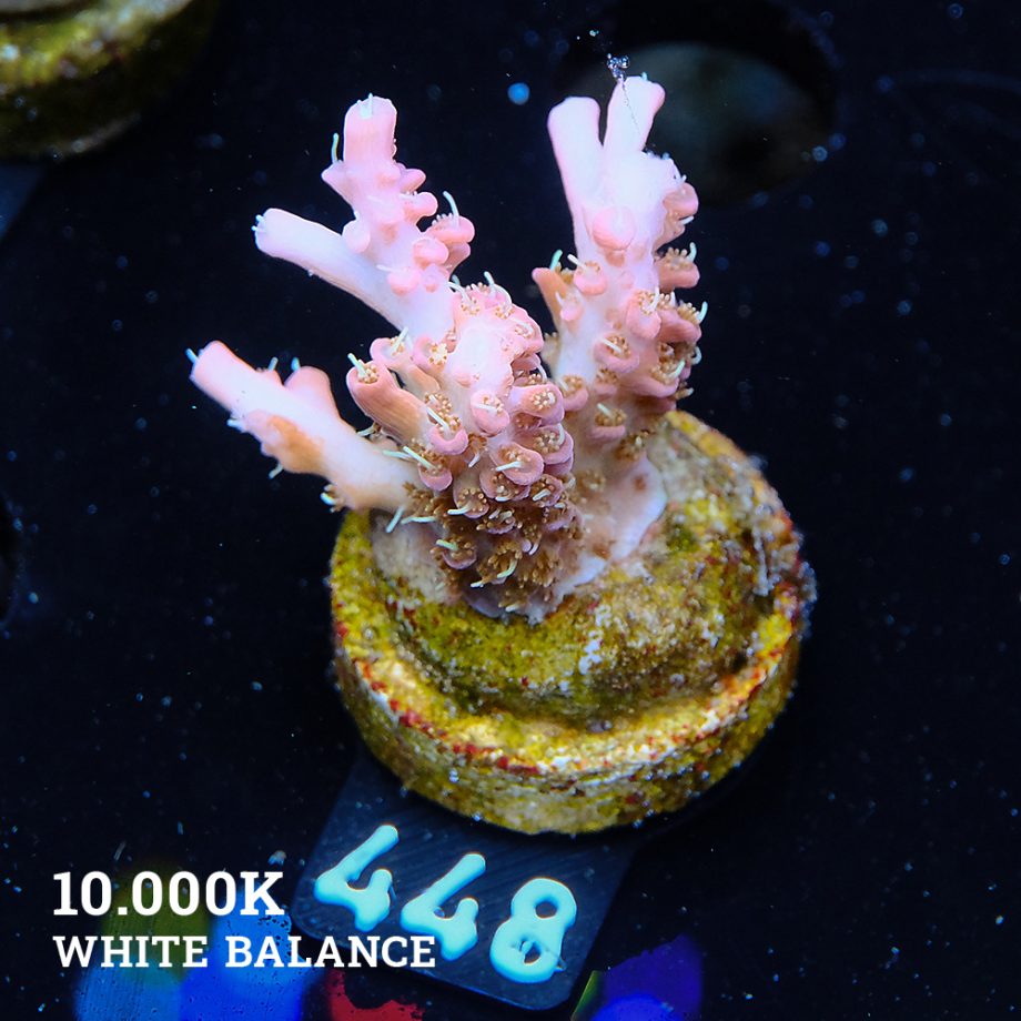 Acropora 'Confetti'