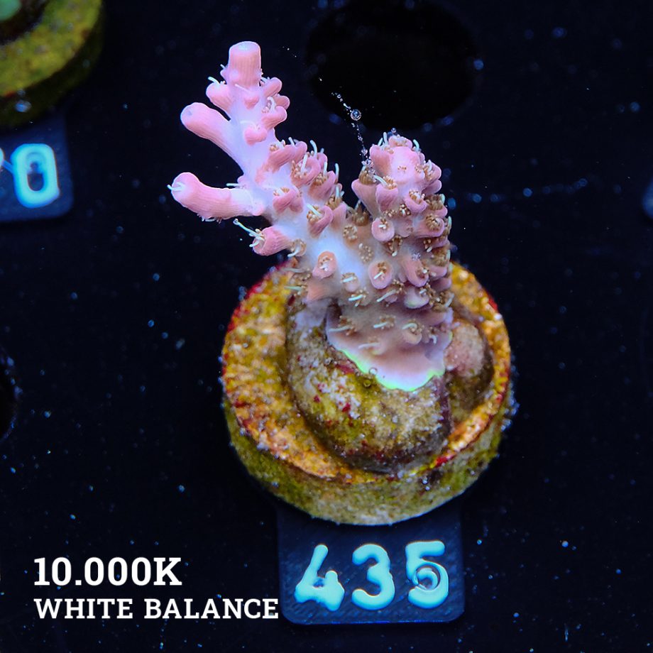 Acropora 'Confetti'