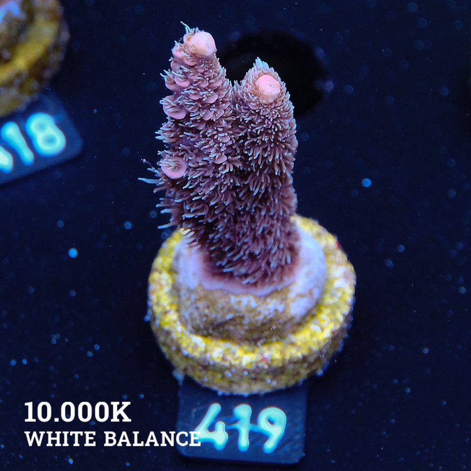 Acropora Millepora