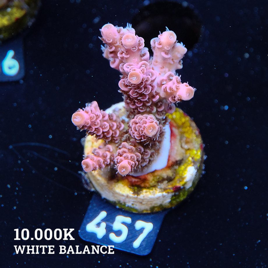 Acropora Hyacinthus