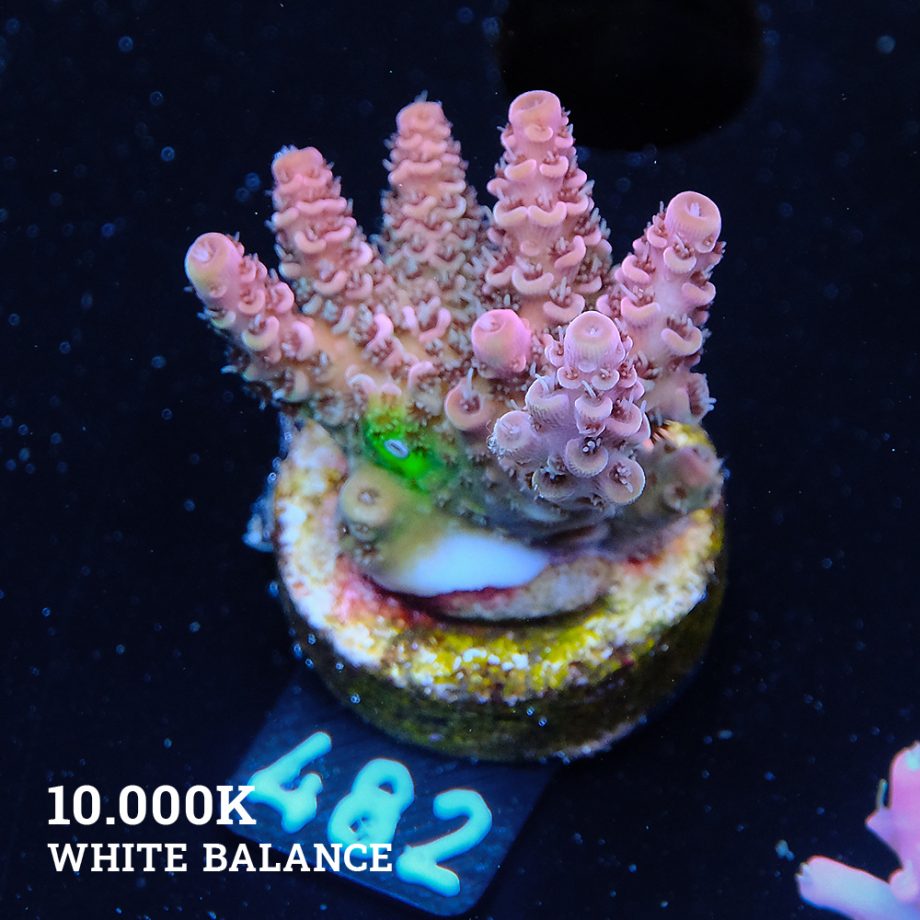 Acropora Hyacinthus