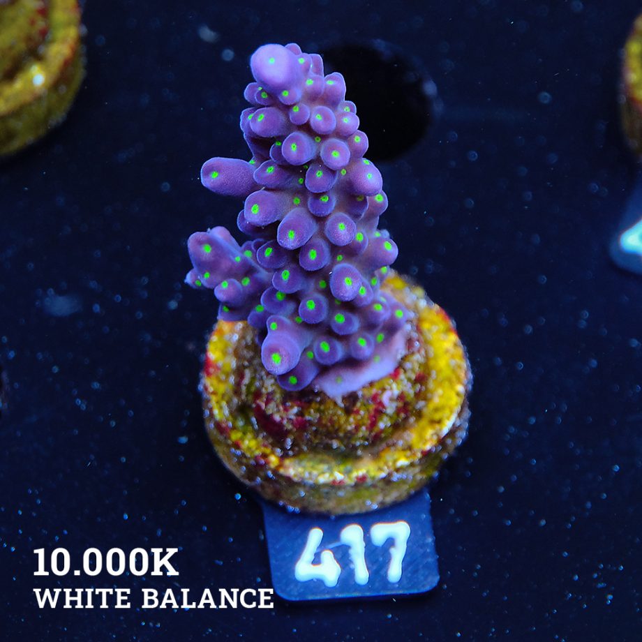 Acropora 'Tricolor