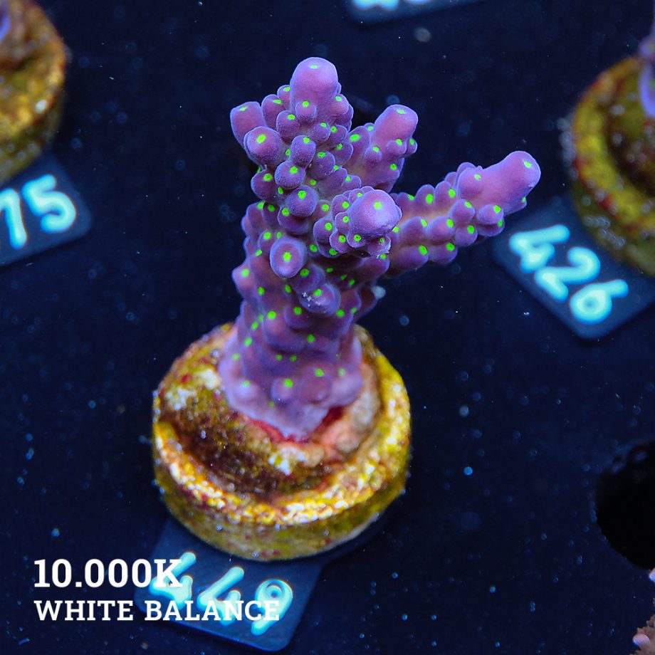 Acropora 'Tricolor'
