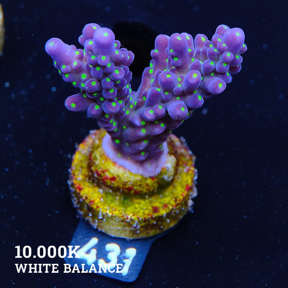 Acropora 'Tricolor'