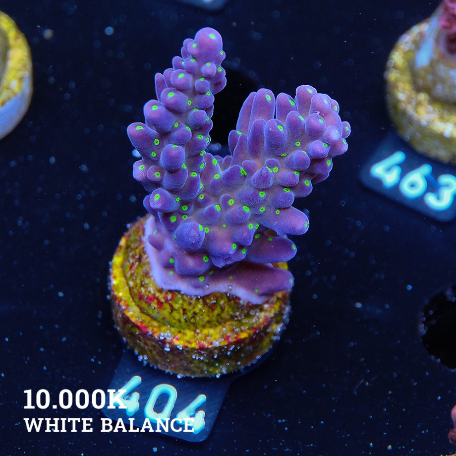 Acropora 'Tricolor'