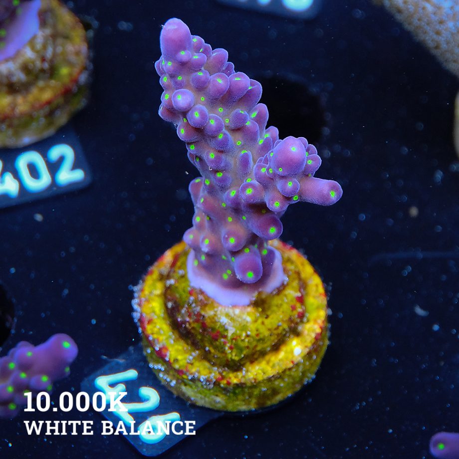Acropora 'Tricolor'