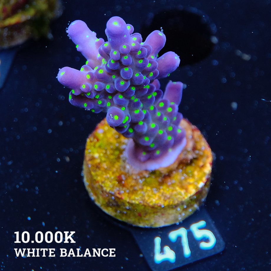 Acropora 'Tricolor'