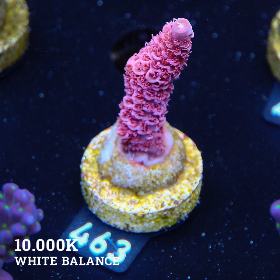 Acropora Millepora 'Pink Ultra'