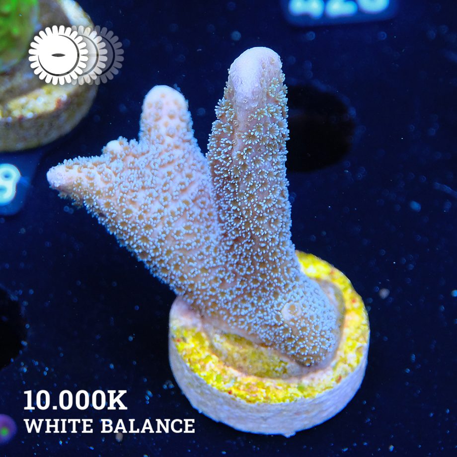 VDS - Montipora Digitata 'Silver'