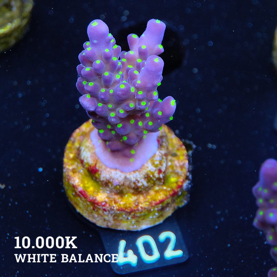 Acropora 'Tricolor