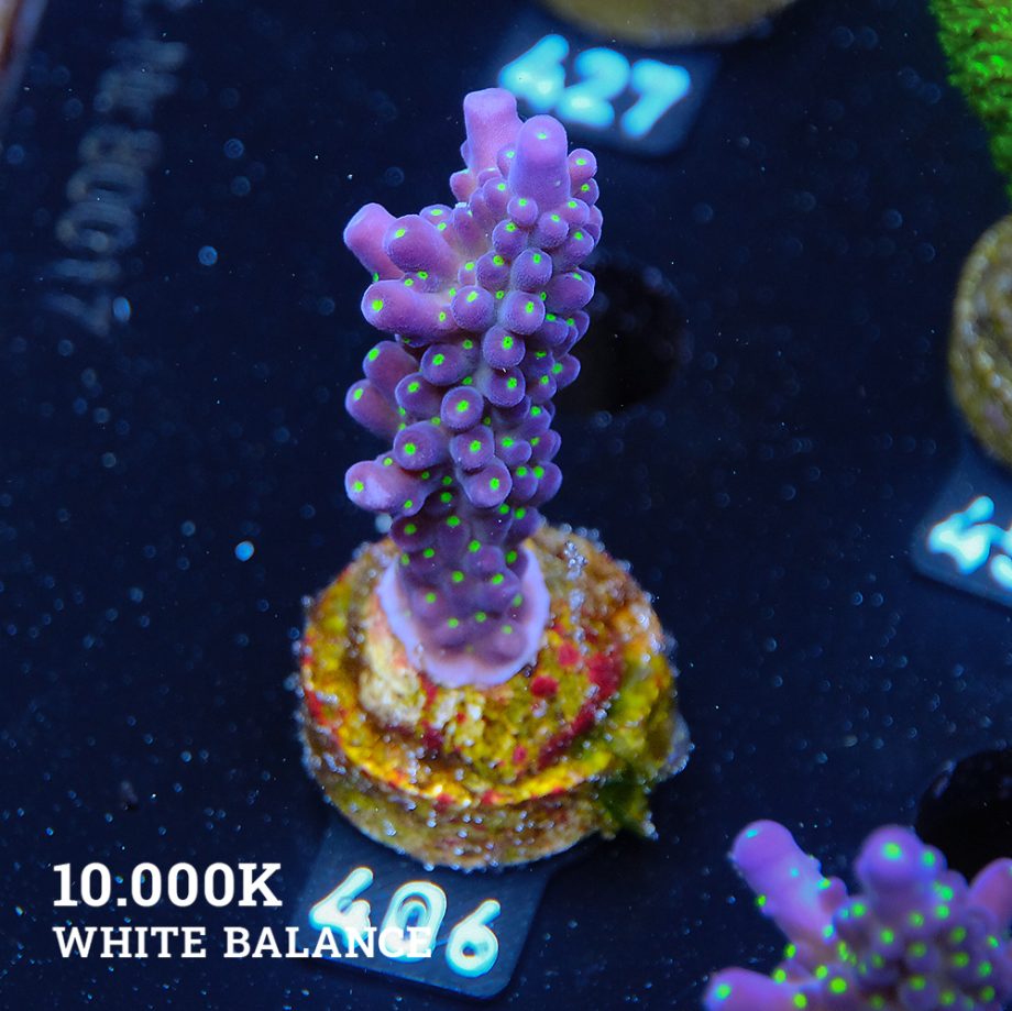 Acropora 'Tricolor'