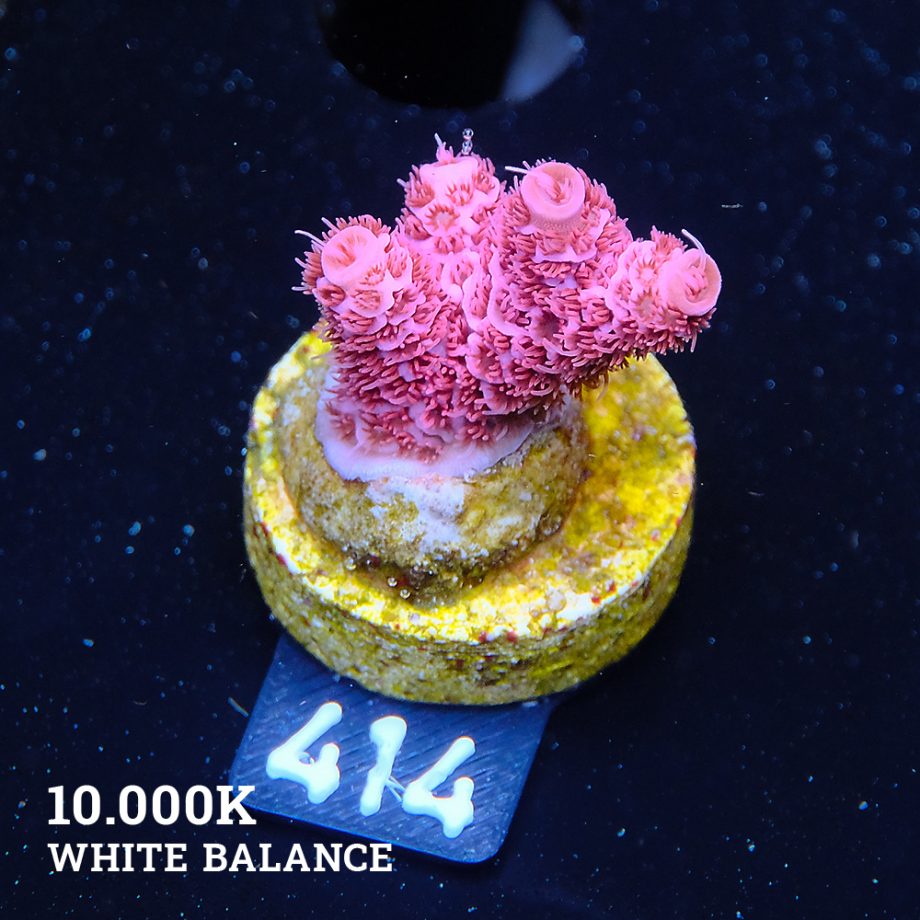 Acropora Millepora 'Pink Ultra'