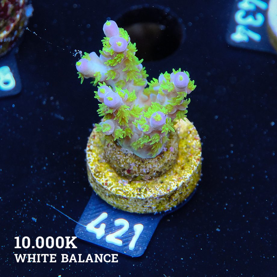 Acropora Bellina