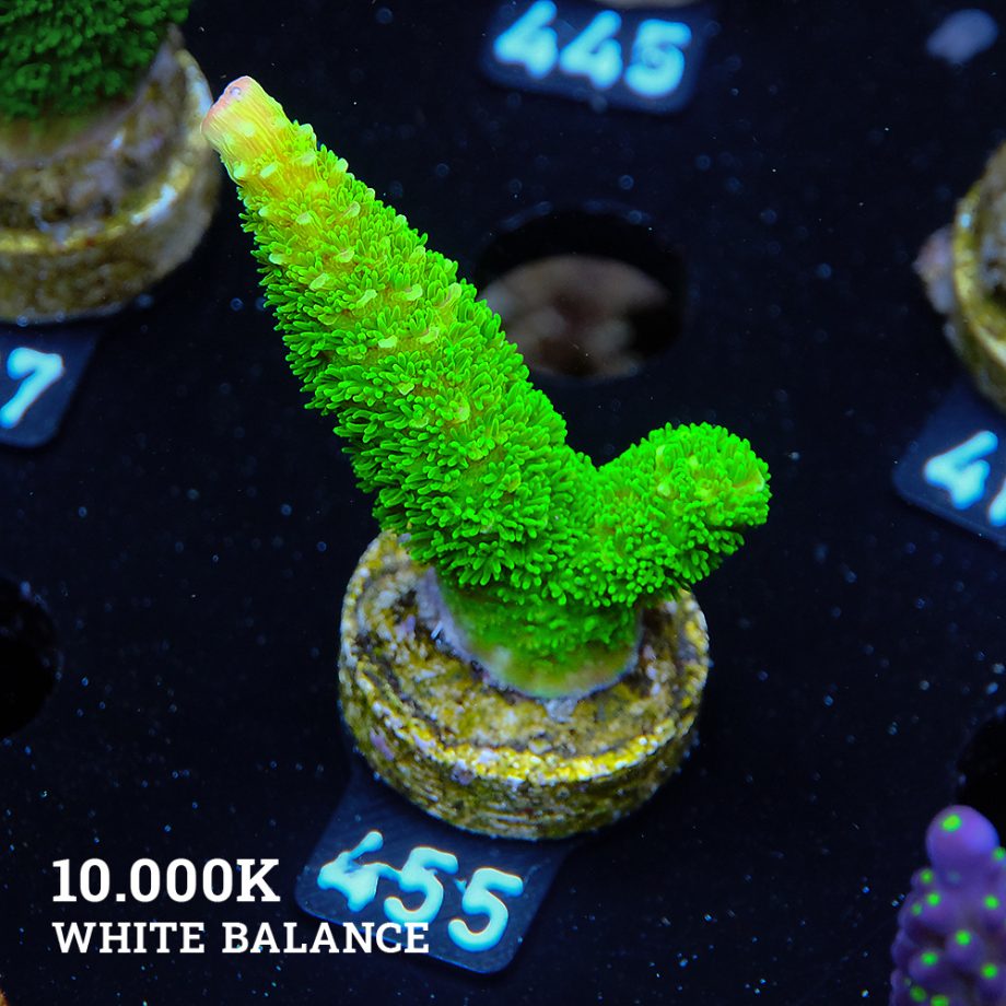 Acropora Specifera