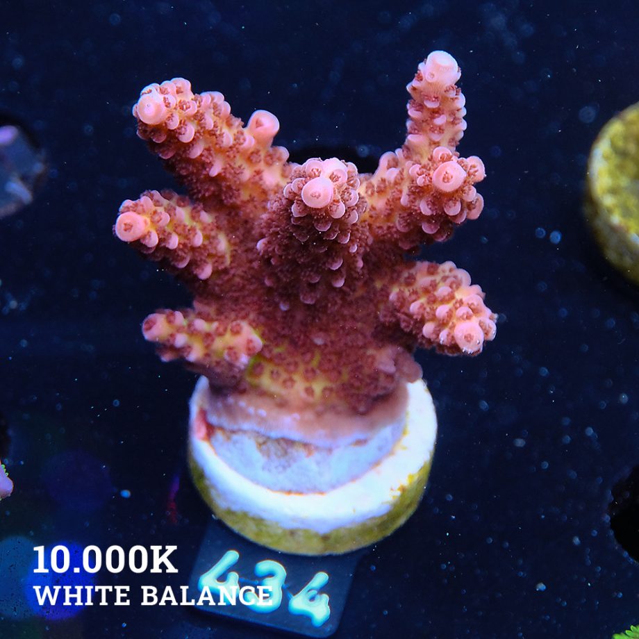 Acropora 'Fluo Bicolor'