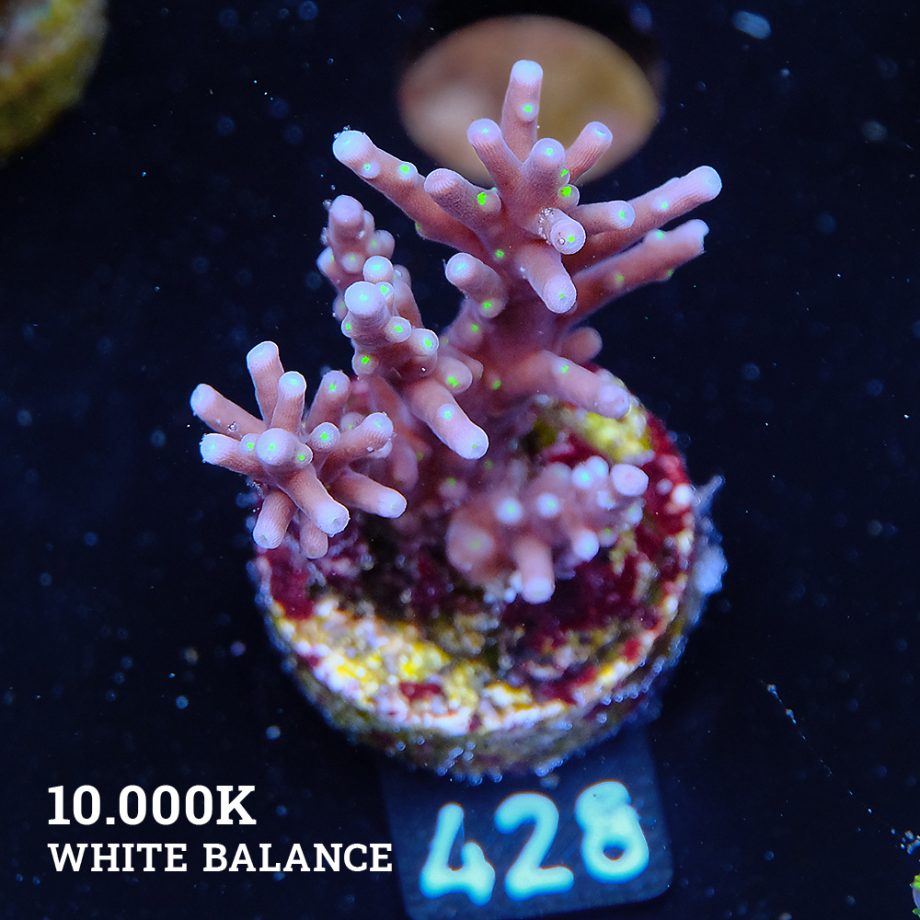 Acropora Carduus 'Tricolor'