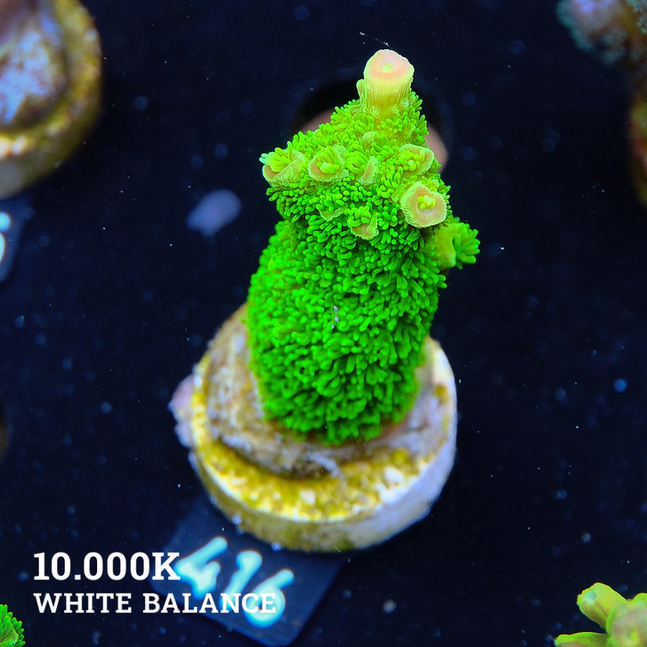 Acropora Specifera