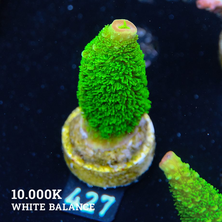 Acropora Specifera