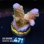Acropora Gimmifera 'Rainbow' (arc-en-ciel)