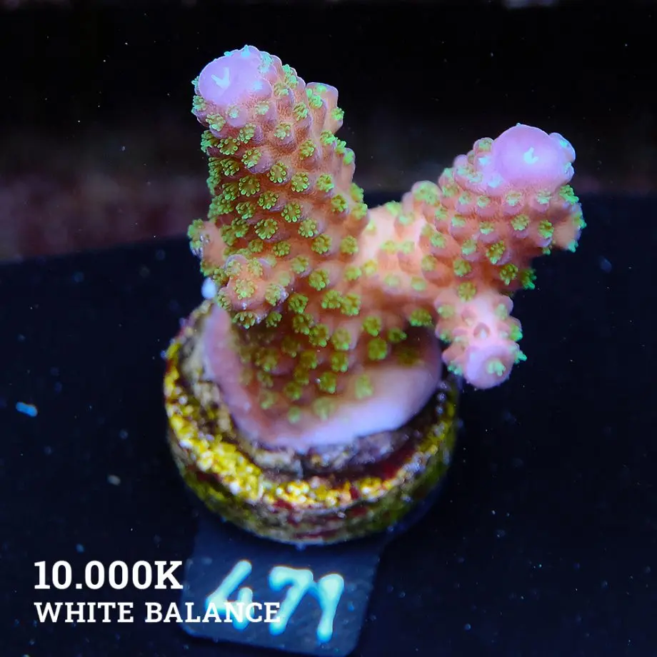 Acropora Gimmifera 'Rainbow' (arc-en-ciel)
