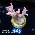 Acropora 'Confetti'
