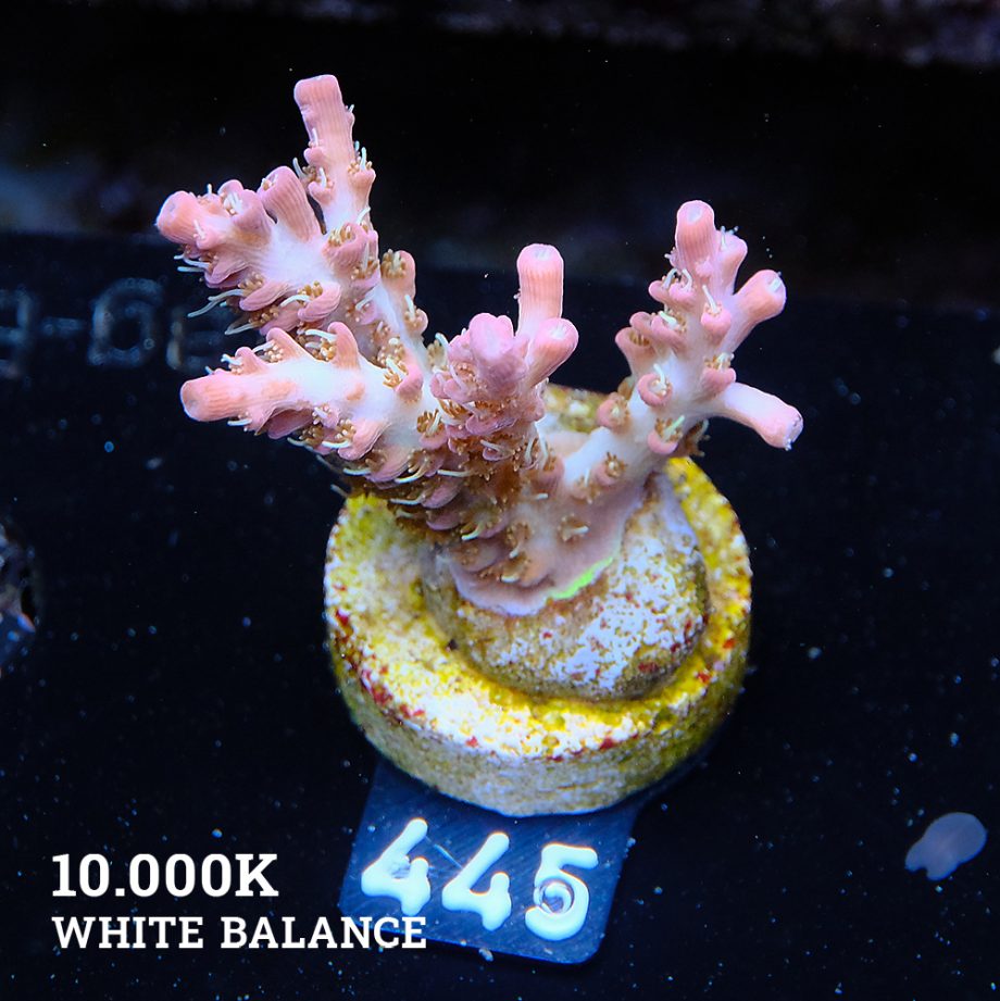 Acropora 'Confetti'