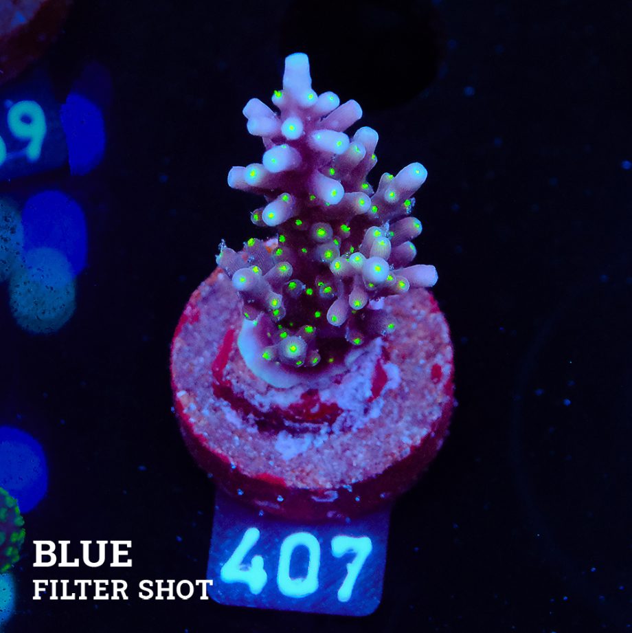 Acropora Carduus 'Tricolor'