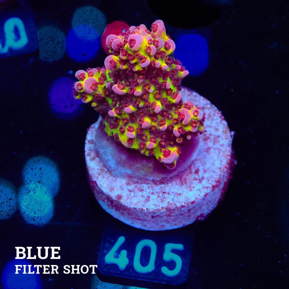 Acropora 'Fluo Bicolor'