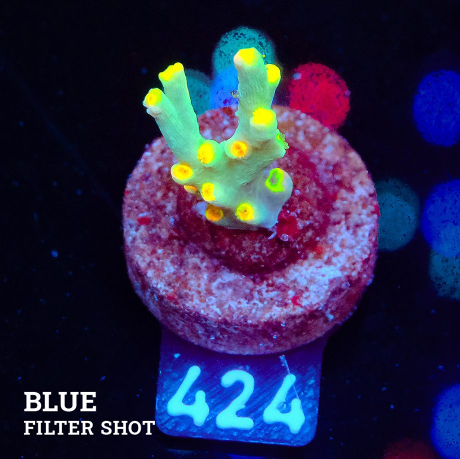 Acropora 'Yellow Sunset' - Expert only