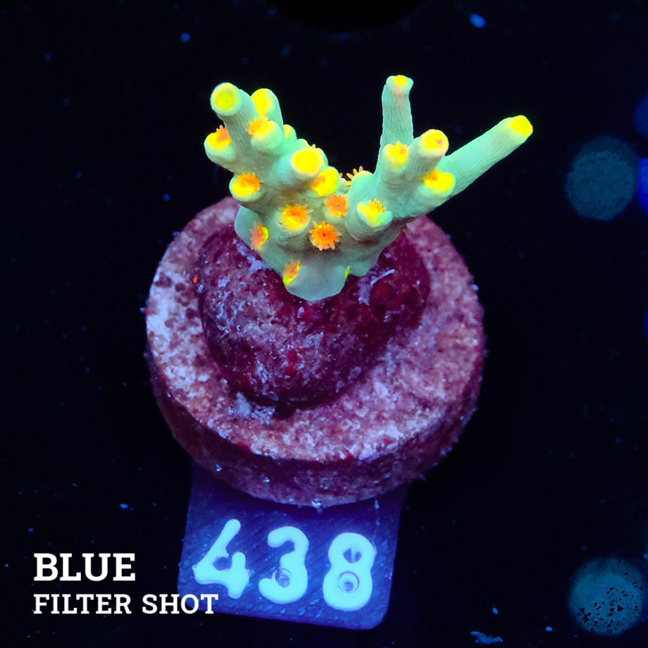 Acropora 'Yellow Sunset' - Expert only