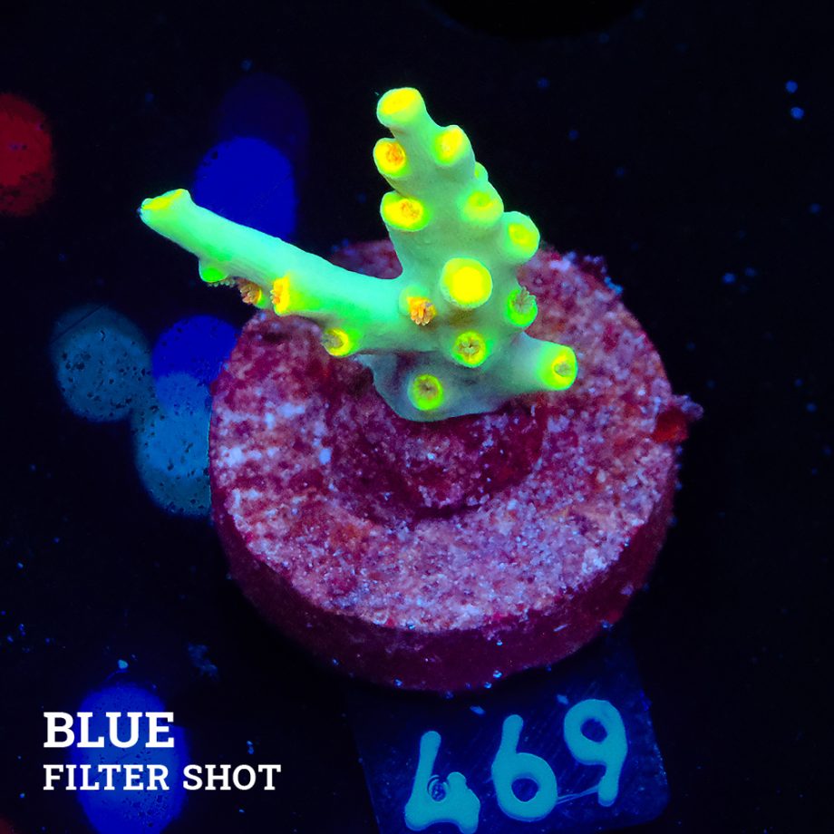 Acropora 'Yellow Sunset' - Expert only