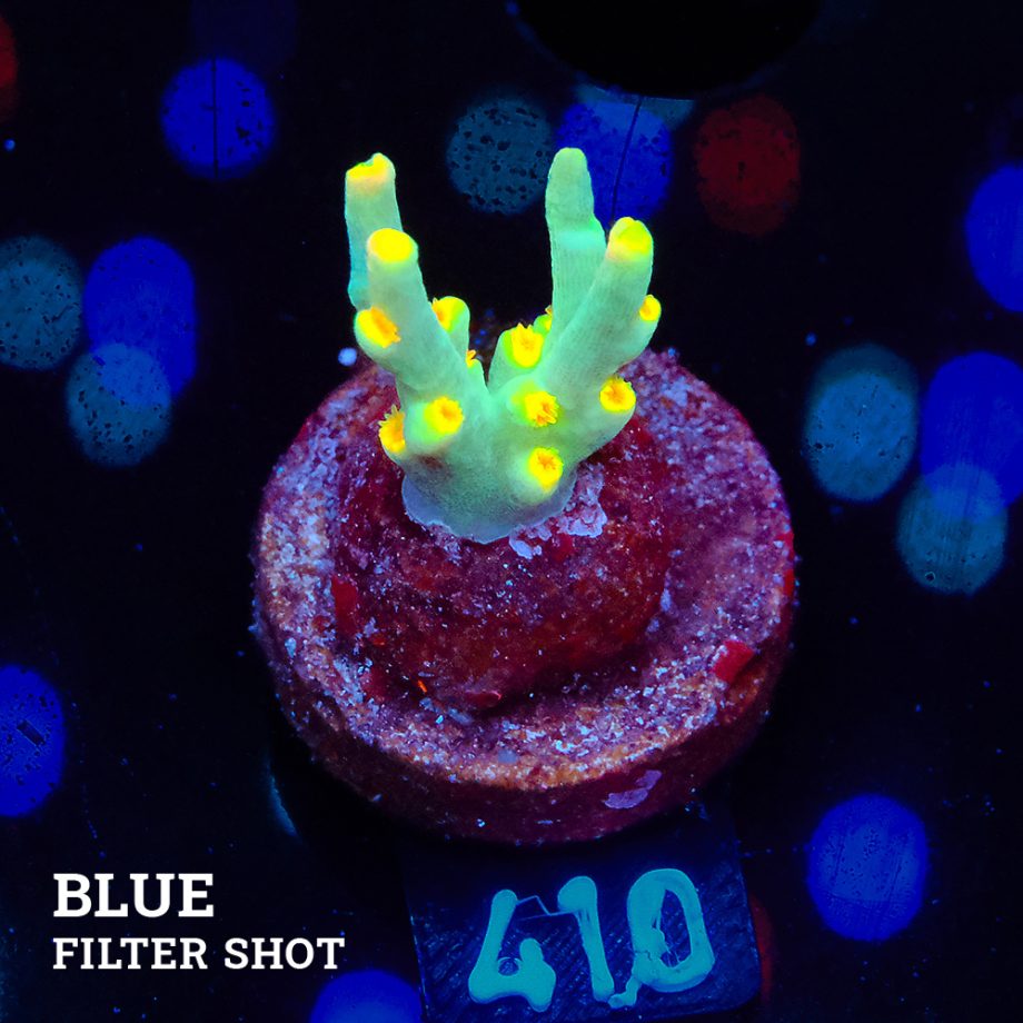 Acropora 'Yellow Sunset' - Expert only