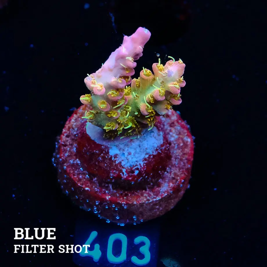 Acropora 'Confetti'