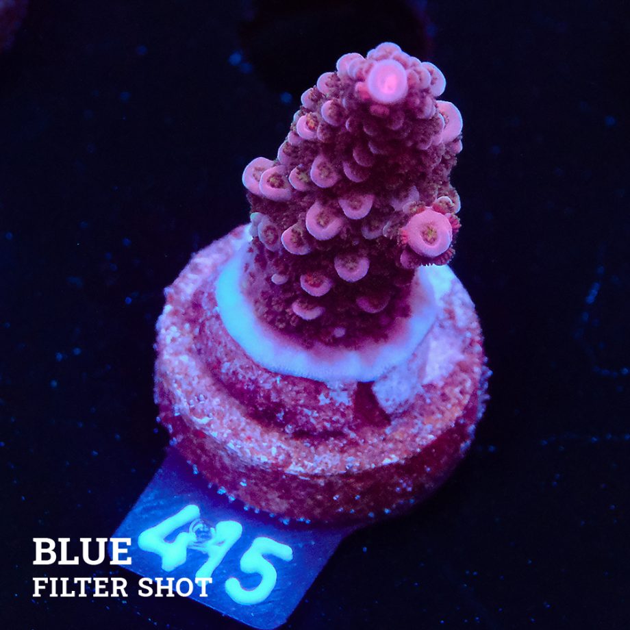 Acropora 'Fluo Bicolor II'