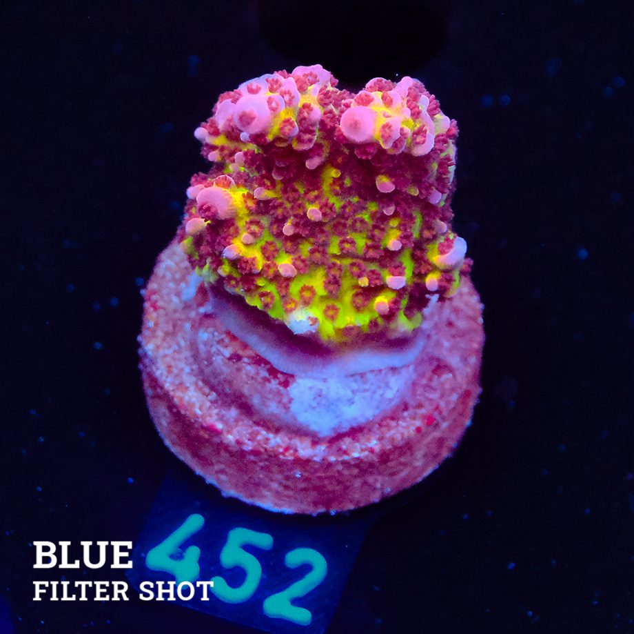Acropora 'Fluo Bicolor'