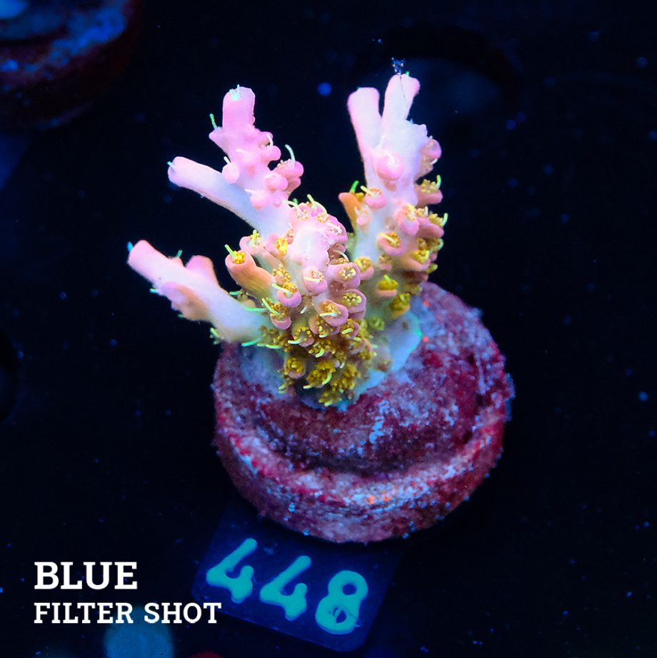 Acropora 'Confetti'